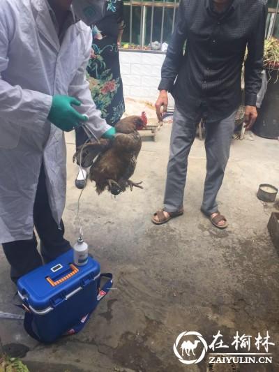 榆林市H7N9最新动态，全面防控，人民健康保障行动进行中