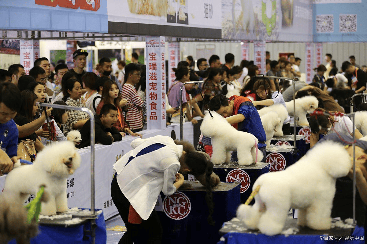 2024年天天开好彩资料,宠物用品展会_旗舰版4.174