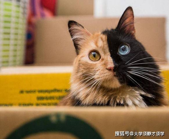 新澳门天天彩正版免费,猫咪宠物医院_王者版5.189