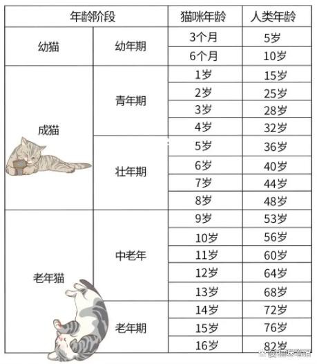 新澳准资料免费提供,猫咪多大成年_领航版9.198