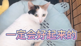 新澳门天天开好彩大全生日卡,猫咪吃什么_领航版9.224