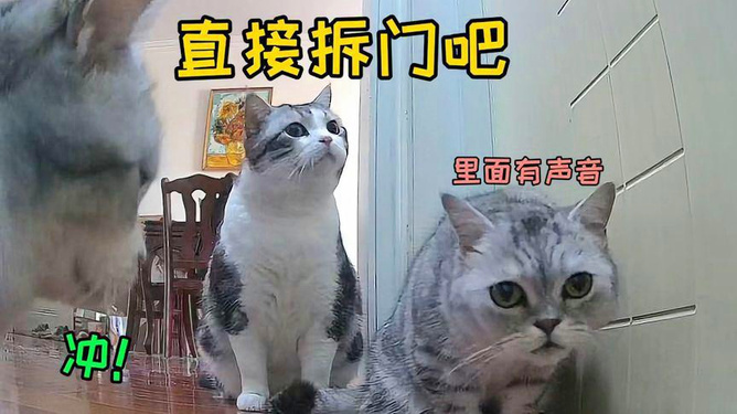 2024年天天开好彩资料,宠物猫吃老鼠吗_黄金版5.63