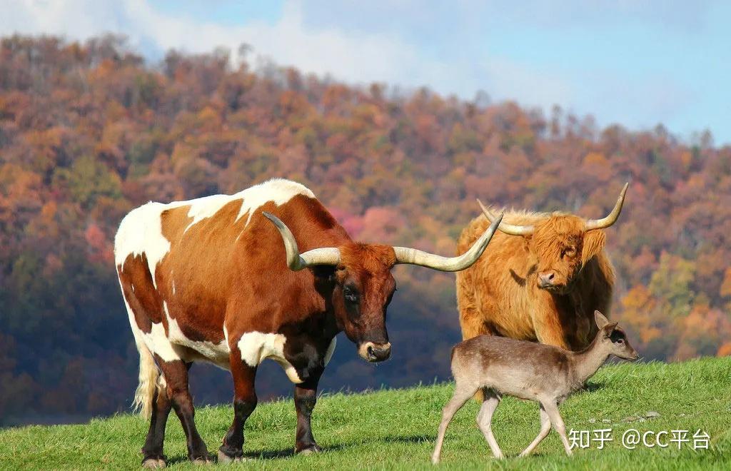 初生牛犊不怕虎最佳生肖,深入数据解析策略_特别版95.420